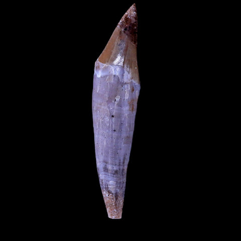 2.3" Basilosaurus Tooth 40-34 Mil Yrs Old Late Eocene COA & Stand - Fossil Age Minerals