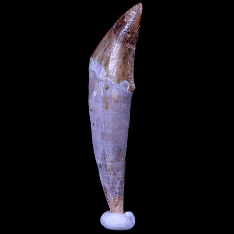 2.3" Basilosaurus Tooth 40-34 Mil Yrs Old Late Eocene COA & Stand - Fossil Age Minerals