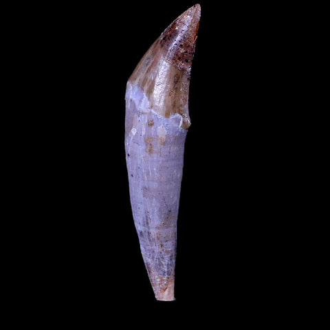 2.3" Basilosaurus Tooth 40-34 Mil Yrs Old Late Eocene COA & Stand - Fossil Age Minerals