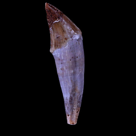 2.3" Basilosaurus Tooth 40-34 Mil Yrs Old Late Eocene COA & Stand - Fossil Age Minerals