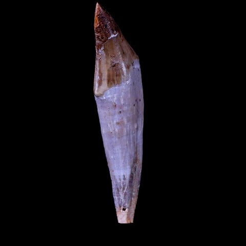 2.3" Basilosaurus Tooth 40-34 Mil Yrs Old Late Eocene COA & Stand - Fossil Age Minerals