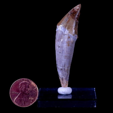 2.3" Basilosaurus Tooth 40-34 Mil Yrs Old Late Eocene COA & Stand - Fossil Age Minerals