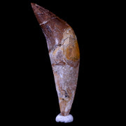2.5" Basilosaurus Tooth Prehistoric Whale 40-34 Mil Yrs Old Late Eocene COA & Stand