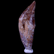 2.1" Basilosaurus Tooth Prehistoric Whale 40-34 Mil Yrs Old Late Eocene COA & Stand