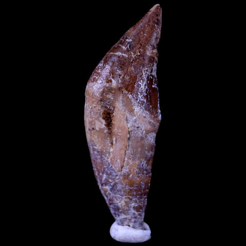 2.1" Basilosaurus Tooth Prehistoric Whale 40-34 Mil Yrs Old Late Eocene COA & Stand - Fossil Age Minerals