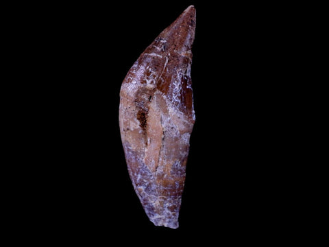 2.1" Basilosaurus Tooth Prehistoric Whale 40-34 Mil Yrs Old Late Eocene COA & Stand - Fossil Age Minerals