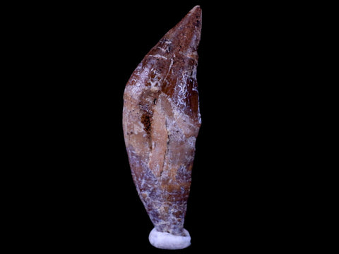 2.1" Basilosaurus Tooth Prehistoric Whale 40-34 Mil Yrs Old Late Eocene COA & Stand - Fossil Age Minerals
