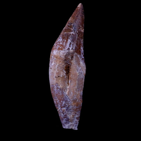 2.1" Basilosaurus Tooth Prehistoric Whale 40-34 Mil Yrs Old Late Eocene COA & Stand - Fossil Age Minerals