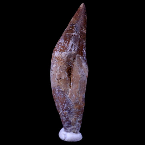 2.1" Basilosaurus Tooth 40-34 Mil Yrs Old Late Eocene COA & Stand - Fossil Age Minerals