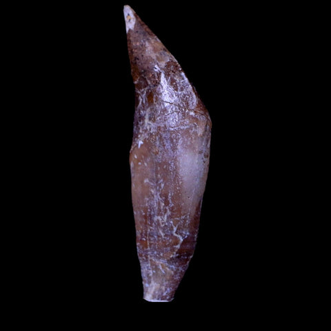 2.1" Basilosaurus Tooth 40-34 Mil Yrs Old Late Eocene COA & Stand - Fossil Age Minerals