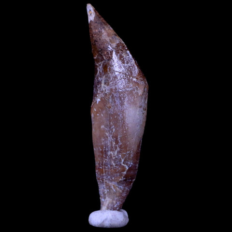 2.1" Basilosaurus Tooth 40-34 Mil Yrs Old Late Eocene COA & Stand - Fossil Age Minerals