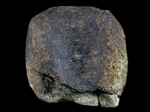 2.2" Hypacrosaurus Dinosaur Fossil Vertebrae Bone Two Medicine FM Montana COA - Fossil Age Minerals