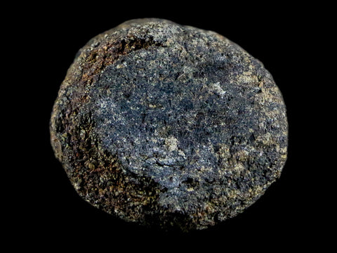 1.2" Hypacrosaurus Juvenile Dinosaur Fossil Vertebrae Bone Two Medicine FM MT COA - Fossil Age Minerals