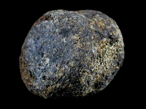 1.2" Hypacrosaurus Juvenile Dinosaur Fossil Vertebrae Bone Two Medicine FM MT COA - Fossil Age Minerals