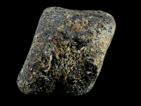 1.2" Hypacrosaurus Juvenile Dinosaur Fossil Vertebrae Bone Two Medicine FM MT COA - Fossil Age Minerals