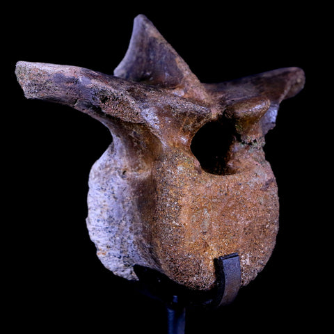 3.1" Pachycephalosaurus Dinosaur Fossil Vertebrae Bone Hell Creek MT COA Stand - Fossil Age Minerals