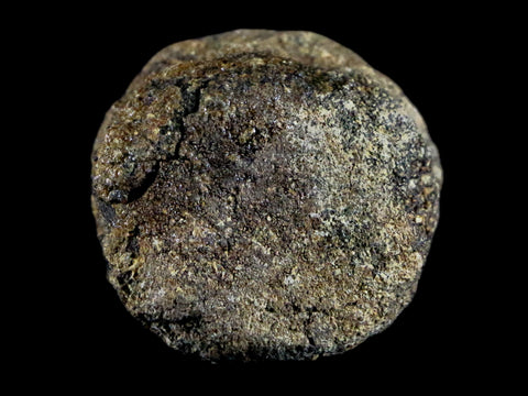 1.2" Hypacrosaurus Juvenile Dinosaur Fossil Vertebrae Bone Two Medicine FM MT COA - Fossil Age Minerals