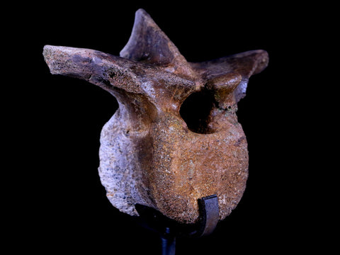 3.1" Pachycephalosaurus Dinosaur Fossil Vertebrae Bone Hell Creek MT COA Stand - Fossil Age Minerals