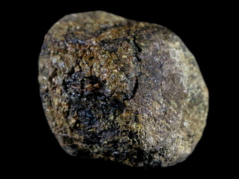 1.2" Hypacrosaurus Juvenile Dinosaur Fossil Vertebrae Bone Two Medicine FM MT COA - Fossil Age Minerals