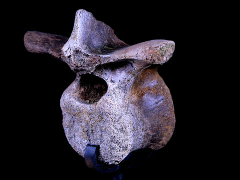3.1" Pachycephalosaurus Dinosaur Fossil Vertebrae Bone Hell Creek MT COA Stand - Fossil Age Minerals