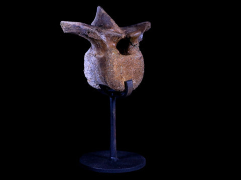 3.1" Pachycephalosaurus Dinosaur Fossil Vertebrae Bone Hell Creek MT COA Stand - Fossil Age Minerals