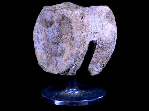 3.3" Edmontosaurus Dinosaur Fossil Vertebrae Bone Lance Creek WY COA Metal Stand - Fossil Age Minerals