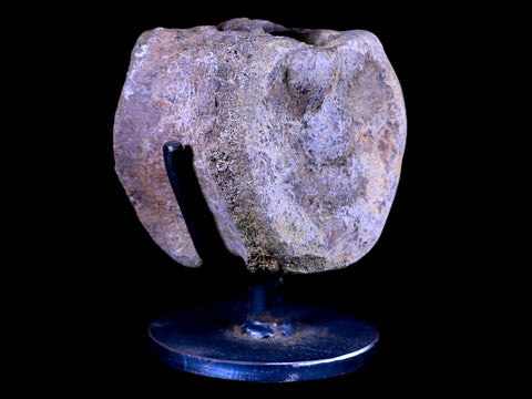 3.3" Edmontosaurus Dinosaur Fossil Vertebrae Bone Lance Creek WY COA Metal Stand - Fossil Age Minerals