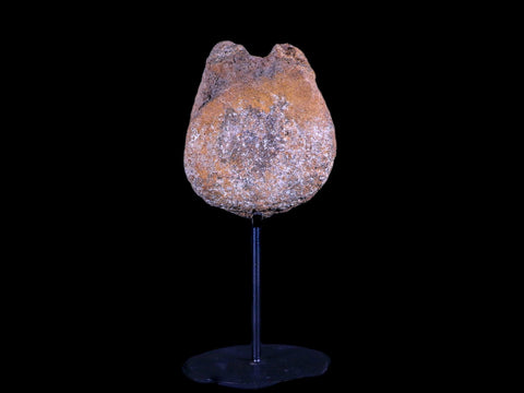 3.5" Edmontosaurus Dinosaur Fossil Vertebrae Bone Hell Creek MT COA Metal Stand - Fossil Age Minerals