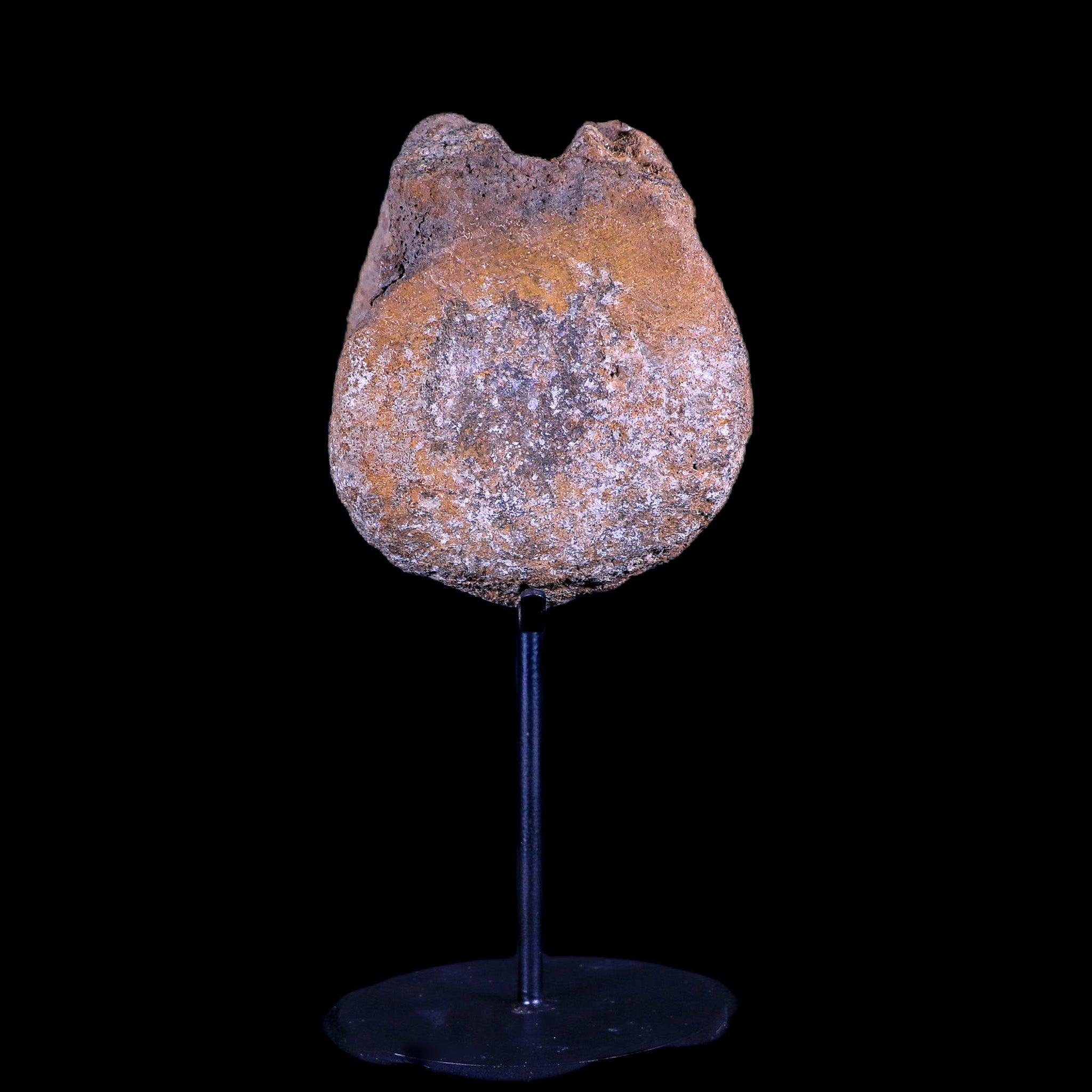 3.5" Edmontosaurus Dinosaur Fossil Vertebrae Bone Hell Creek MT COA Metal Stand - Fossil Age Minerals
