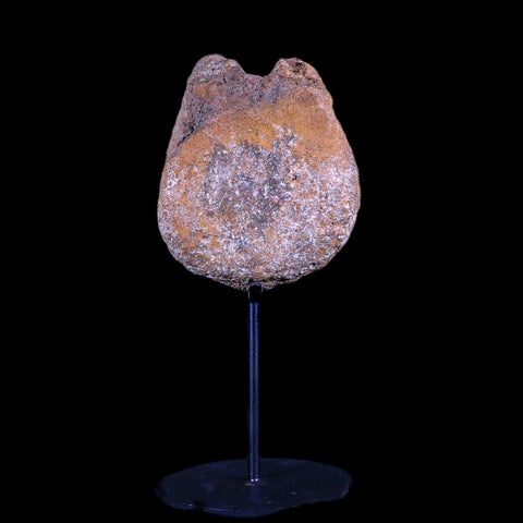 3.5" Edmontosaurus Dinosaur Fossil Vertebrae Bone Hell Creek MT COA Metal Stand - Fossil Age Minerals