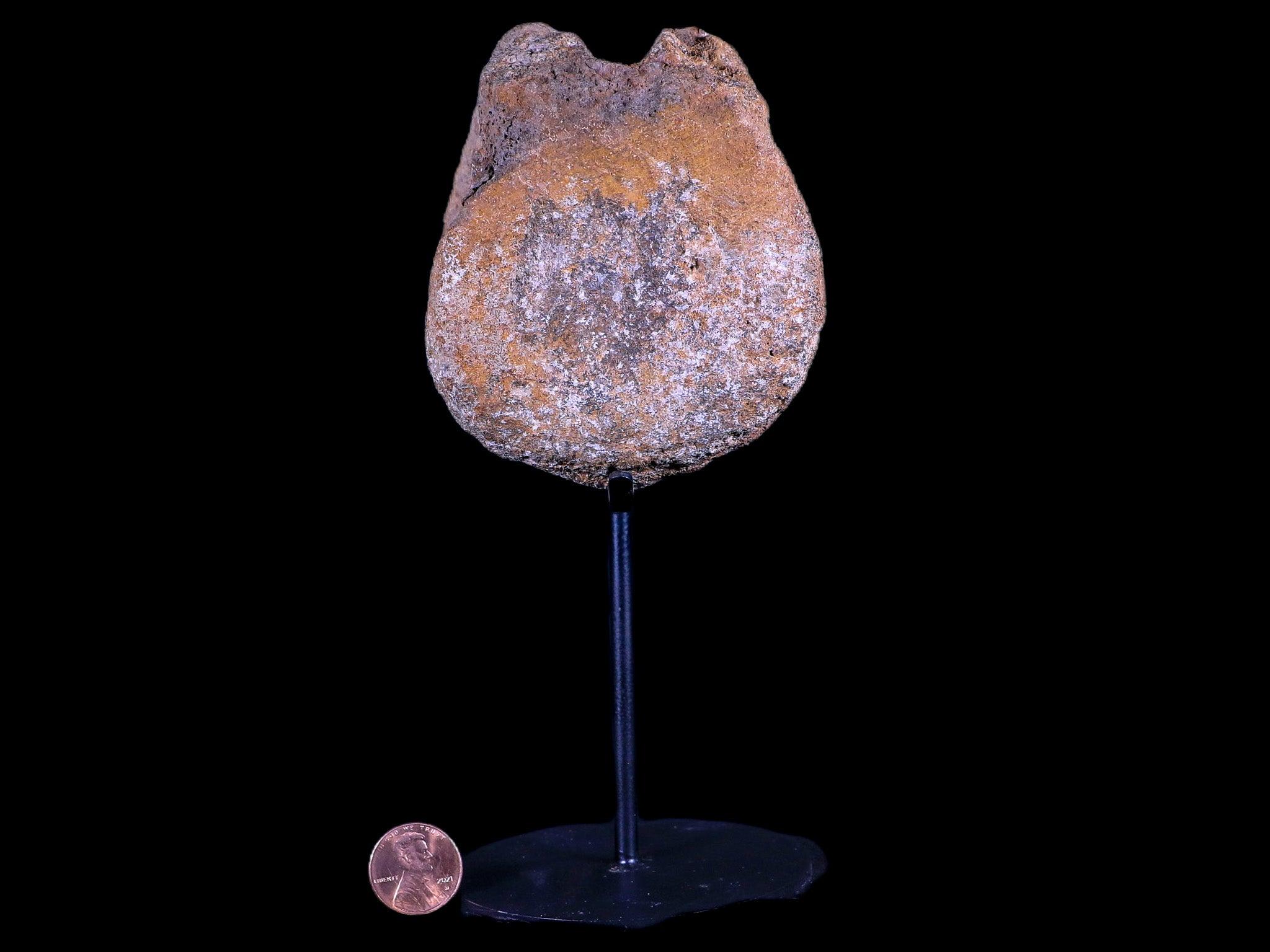 3.5" Edmontosaurus Dinosaur Fossil Vertebrae Bone Hell Creek MT COA Metal Stand - Fossil Age Minerals