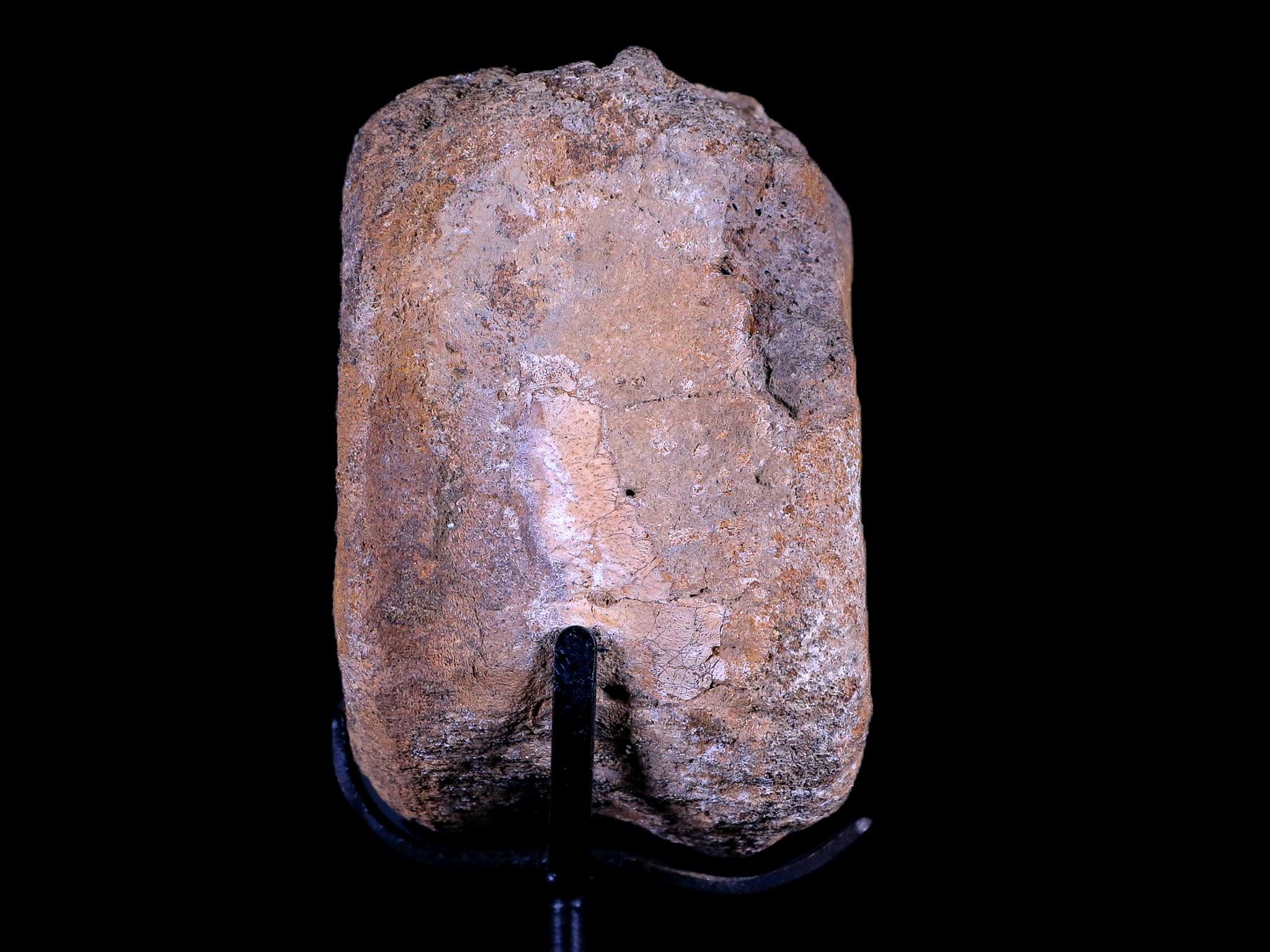 3.5" Edmontosaurus Dinosaur Fossil Vertebrae Bone Hell Creek MT COA Metal Stand - Fossil Age Minerals