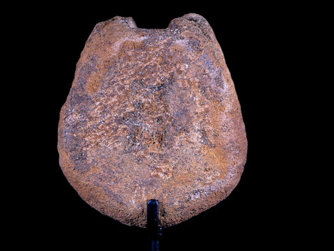 3.5" Edmontosaurus Dinosaur Fossil Vertebrae Bone Hell Creek MT COA Metal Stand - Fossil Age Minerals