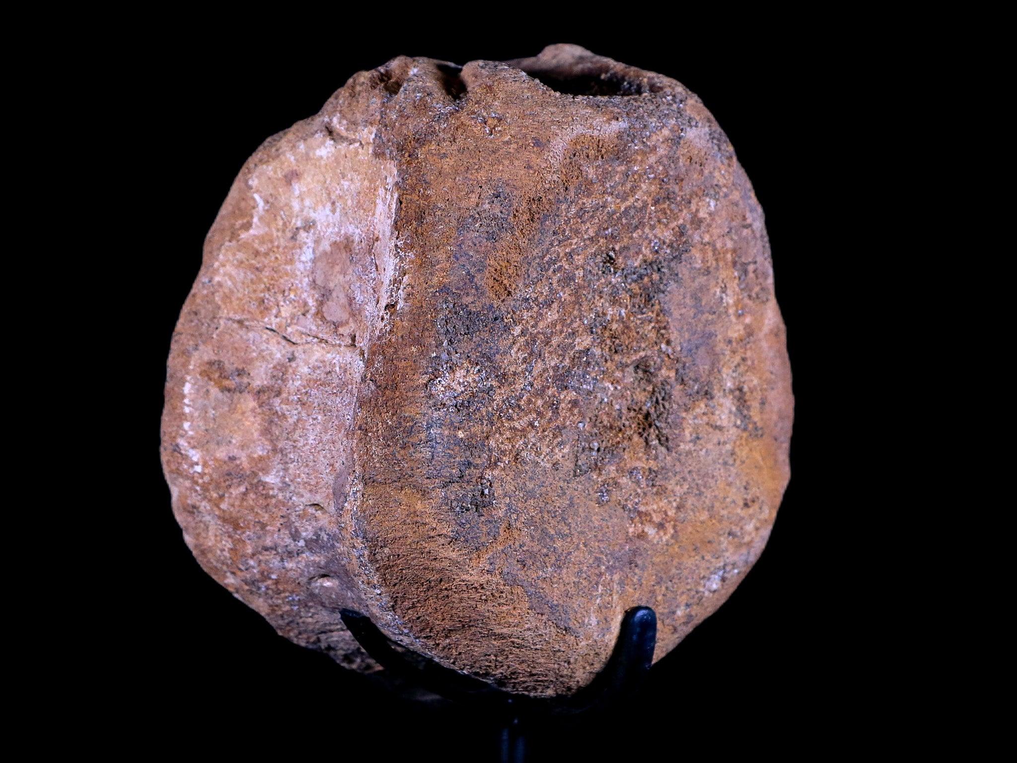 3.5" Edmontosaurus Dinosaur Fossil Vertebrae Bone Hell Creek MT COA Metal Stand - Fossil Age Minerals