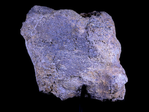 3.9" Allosaurus Fossil Vertebrae Bone Morrison FM CO Jurassic Dinosaur COA Stand - Fossil Age Minerals