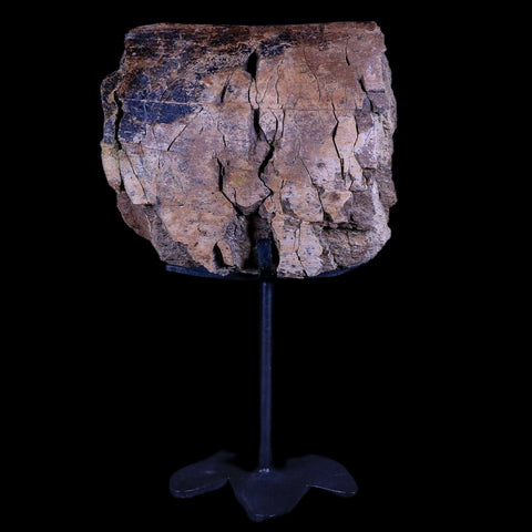 4.1" Edmontosaurus Dinosaur Fossil Bone Hell Creek Montana COA Metal Stand - Fossil Age Minerals