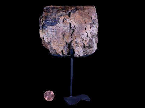 4.1" Edmontosaurus Dinosaur Fossil Bone Hell Creek Montana COA Metal Stand - Fossil Age Minerals