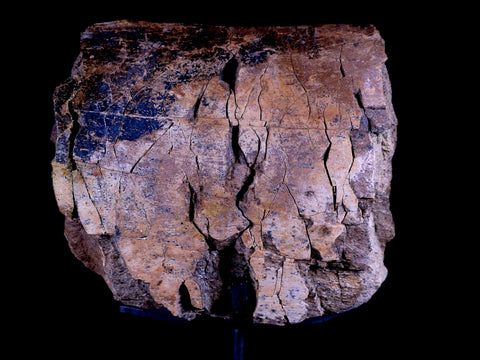 4.1" Edmontosaurus Dinosaur Fossil Bone Hell Creek Montana COA Metal Stand - Fossil Age Minerals