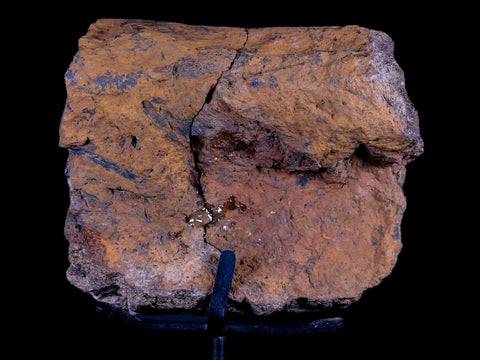 4.1" Edmontosaurus Dinosaur Fossil Bone Hell Creek Montana COA Metal Stand - Fossil Age Minerals