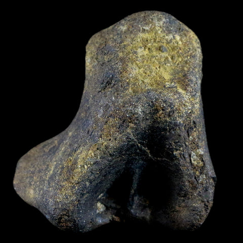 2.9" Hypacrosaurus Dinosaur Fossil Vertebrae Process Bone Two Medicine FM MT COA - Fossil Age Minerals