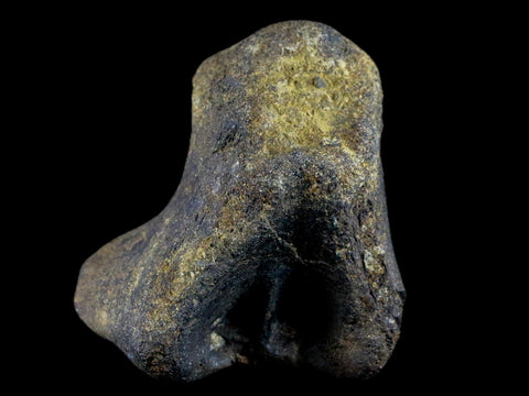 2.9" Hypacrosaurus Dinosaur Fossil Vertebrae Process Bone Two Medicine FM MT COA - Fossil Age Minerals