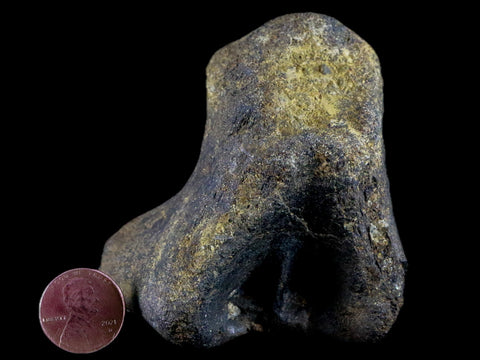 2.9" Hypacrosaurus Dinosaur Fossil Vertebrae Process Bone Two Medicine FM MT COA - Fossil Age Minerals