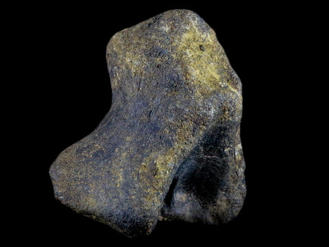 2.9" Hypacrosaurus Dinosaur Fossil Vertebrae Process Bone Two Medicine FM MT COA - Fossil Age Minerals