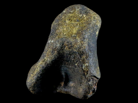 2.9" Hypacrosaurus Dinosaur Fossil Vertebrae Process Bone Two Medicine FM MT COA - Fossil Age Minerals