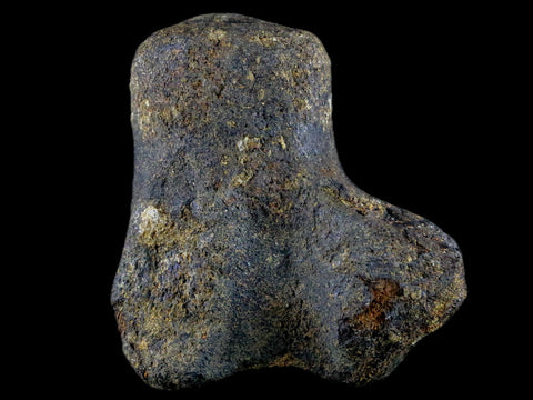 2.9" Hypacrosaurus Dinosaur Fossil Vertebrae Process Bone Two Medicine FM MT COA - Fossil Age Minerals