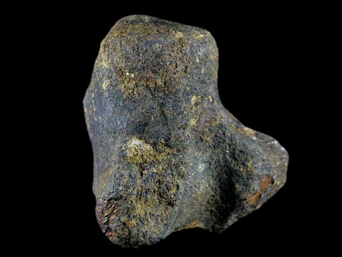 2.9" Hypacrosaurus Dinosaur Fossil Vertebrae Process Bone Two Medicine FM MT COA - Fossil Age Minerals