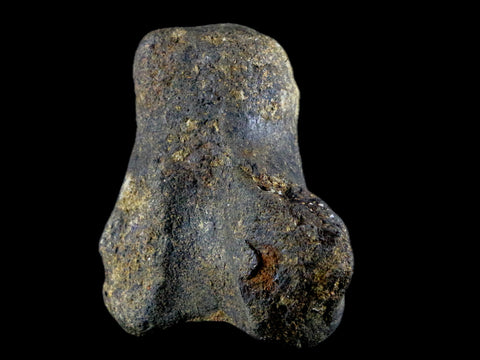 2.9" Hypacrosaurus Dinosaur Fossil Vertebrae Process Bone Two Medicine FM MT COA - Fossil Age Minerals