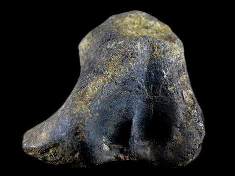 2.9" Hypacrosaurus Dinosaur Fossil Vertebrae Process Bone Two Medicine FM MT COA - Fossil Age Minerals