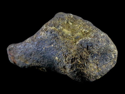 2.9" Hypacrosaurus Dinosaur Fossil Vertebrae Process Bone Two Medicine FM MT COA - Fossil Age Minerals