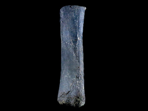 5" Hypacrosaurus Dinosaur Fossil Fibula Bone Two Medicine FM Hadrosaur COA - Fossil Age Minerals